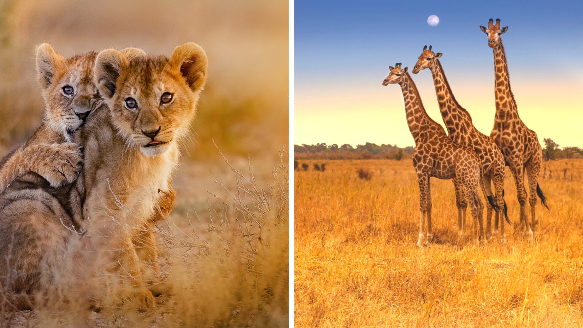 Au pays des Big Five !