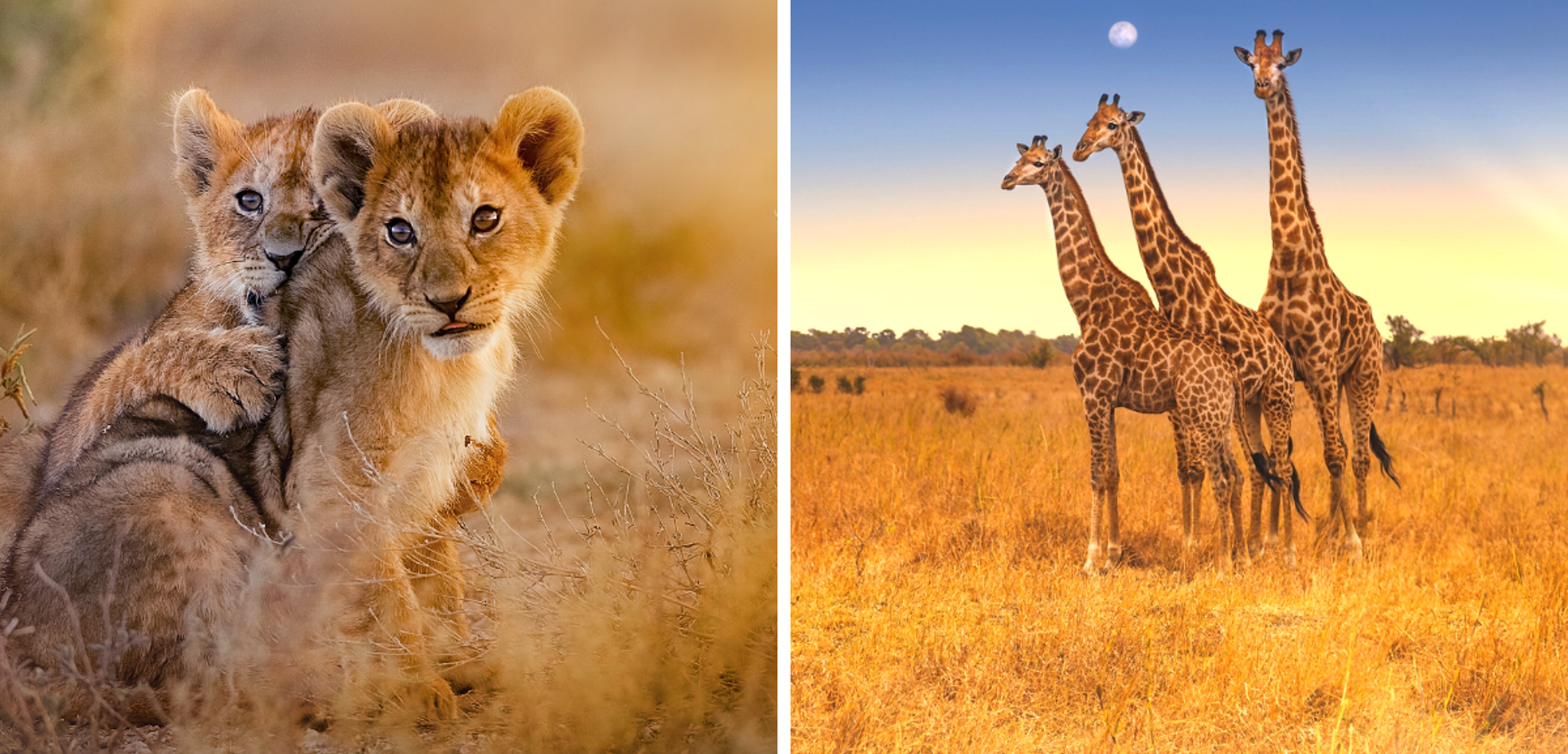 Au pays des Big Five !
