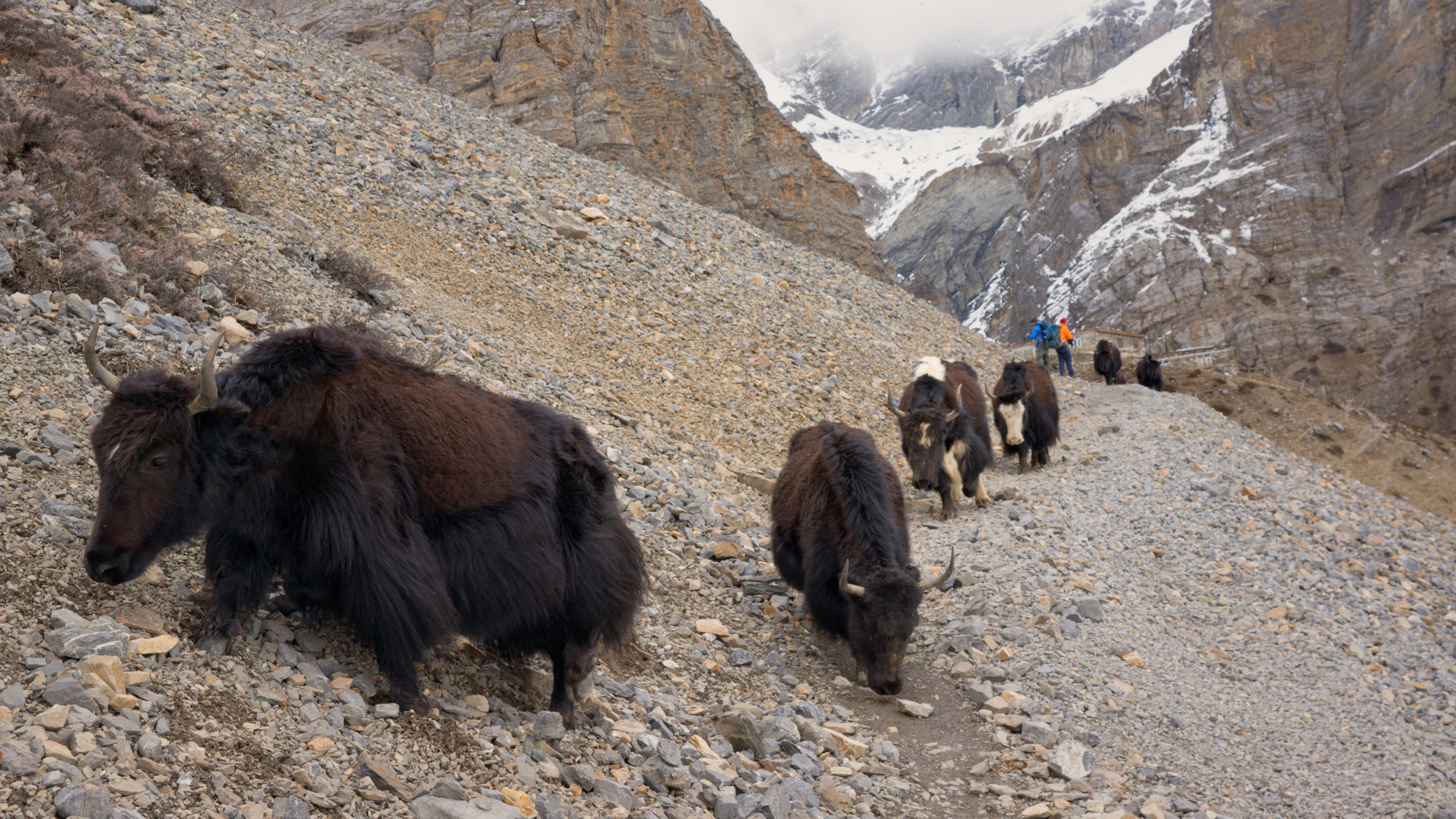 Village de Yak Kharka, Annapurnas, Népal ©Shutterstock.com
