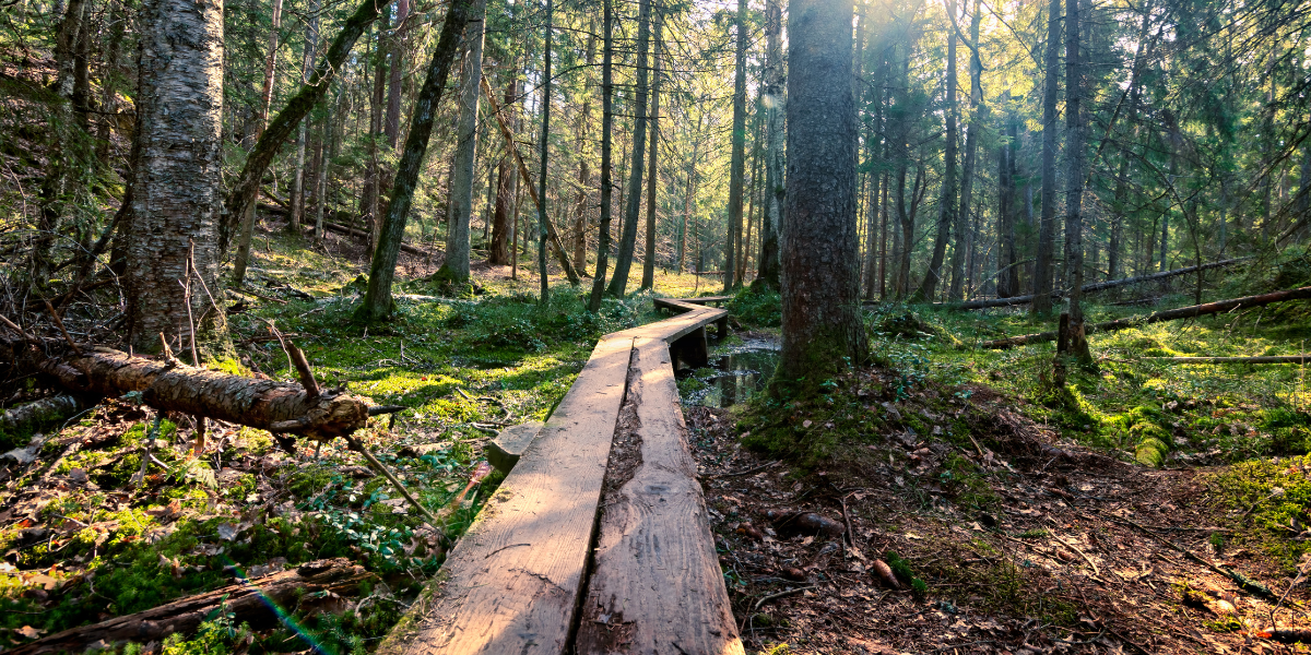 Et randonnez dans le Parc Naturel de Tyresta