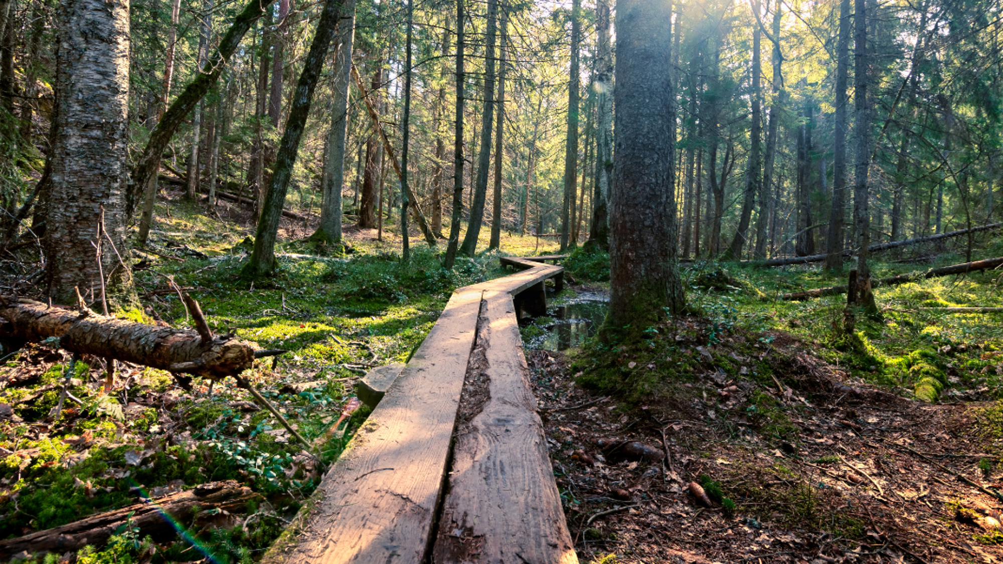 Et randonnez dans le Parc Naturel de Tyresta