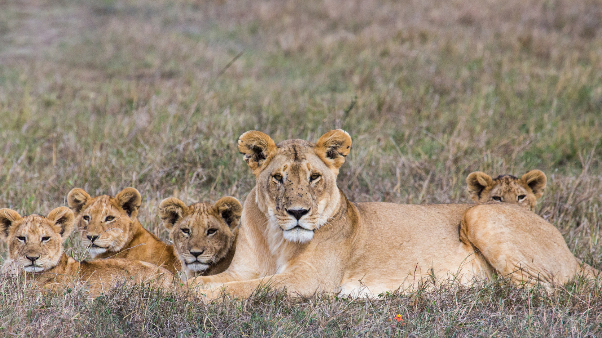 A la rencontre du « Big 5 »