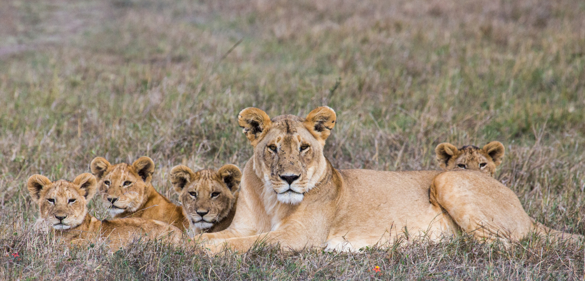 A la rencontre du « Big 5 »