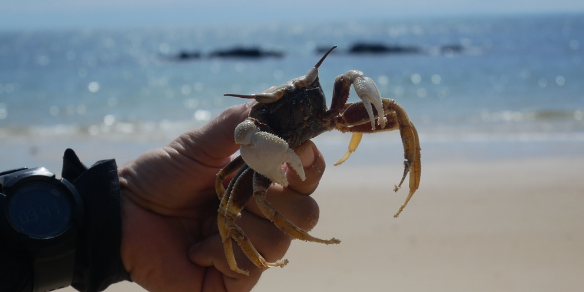 Les célèbres crabes de Kep - jour 3 