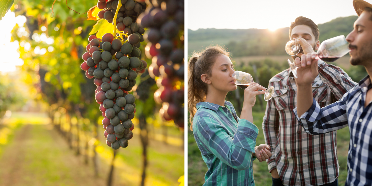 Dégustation de vins 