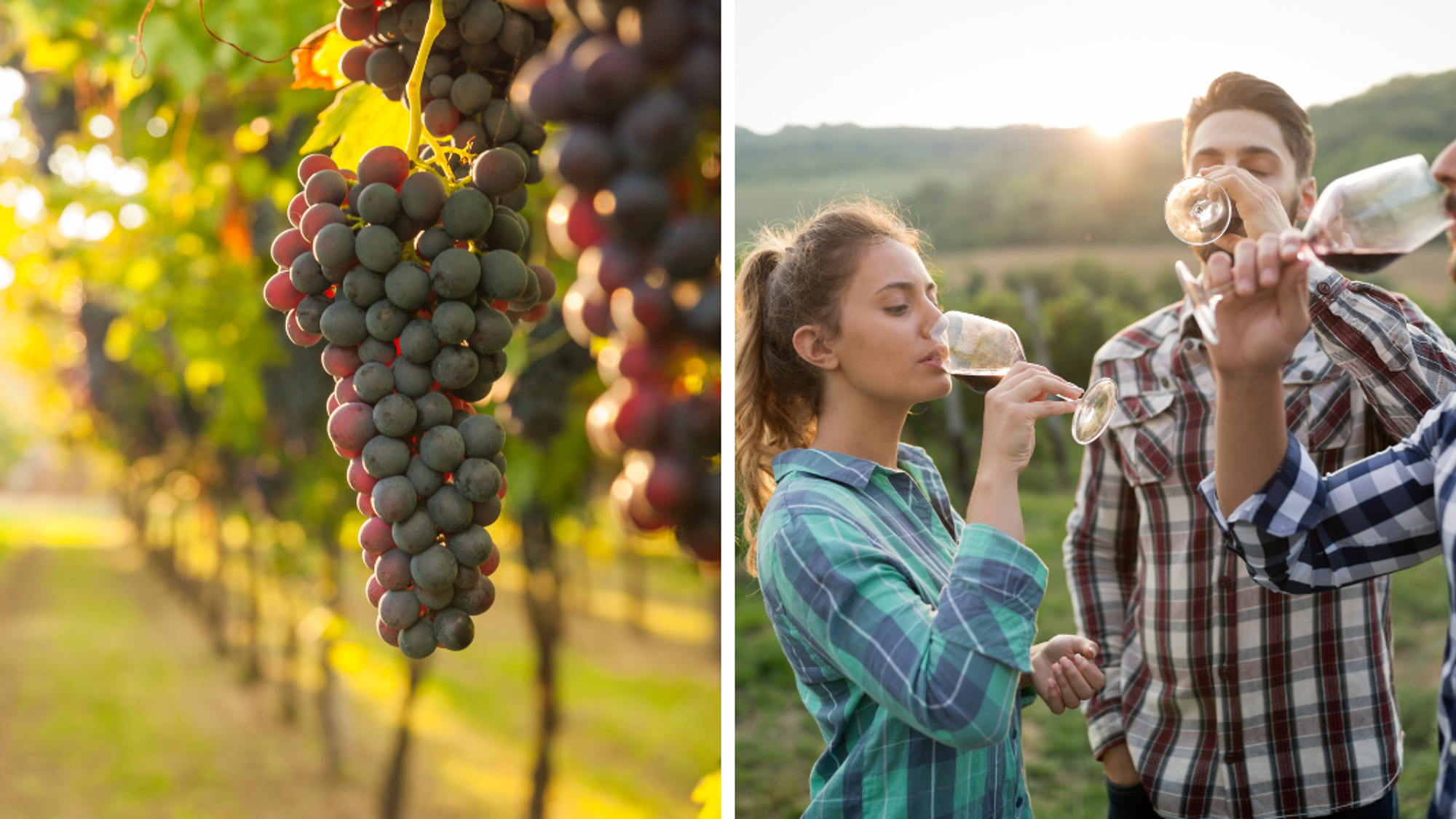 Dégustation de vins
