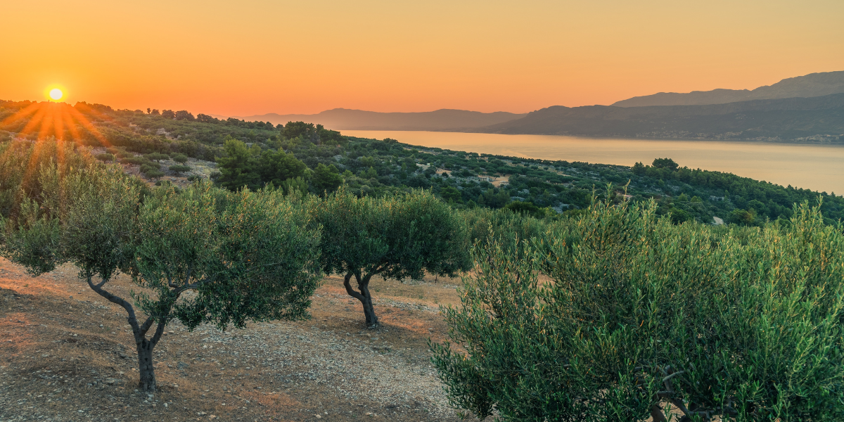Champs d'oliviers au coucher du soleil
