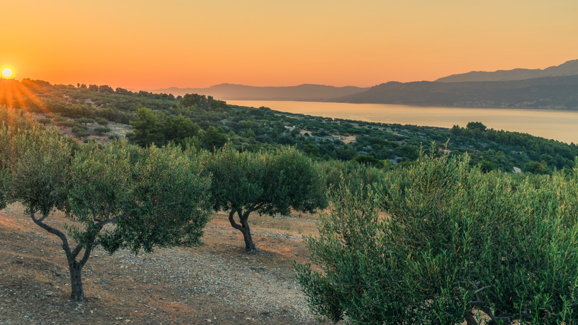 Champs d'oliviers au coucher du soleil