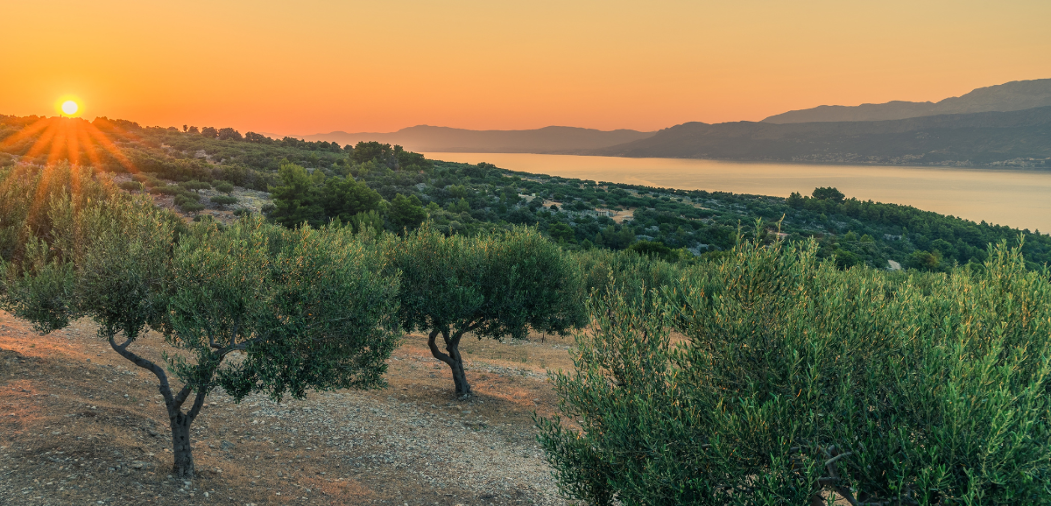 Champs d'oliviers au coucher du soleil