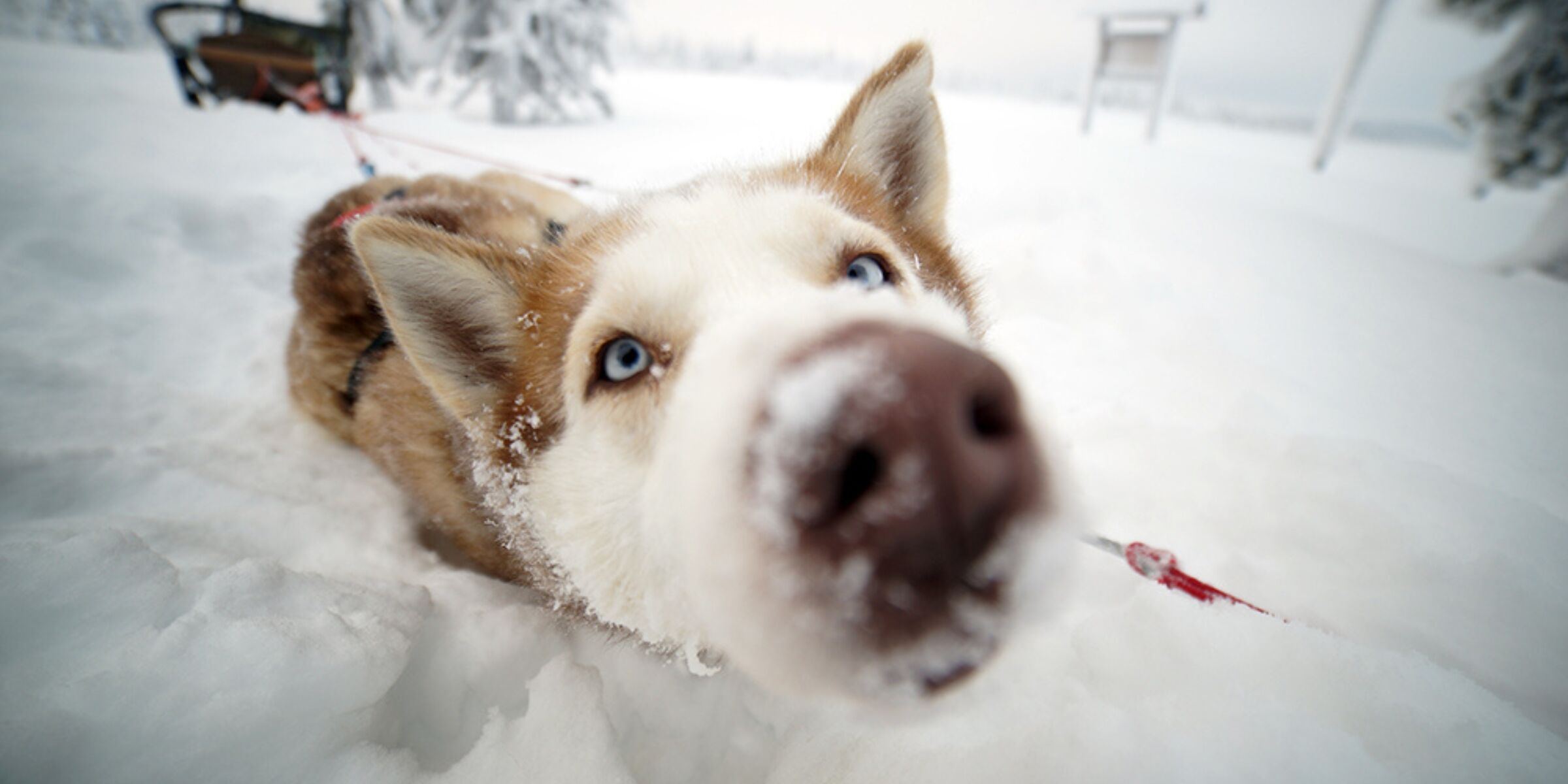 Expédition en traîneau à chiens, Salla, Finlande ©Salla Wilderness Park 