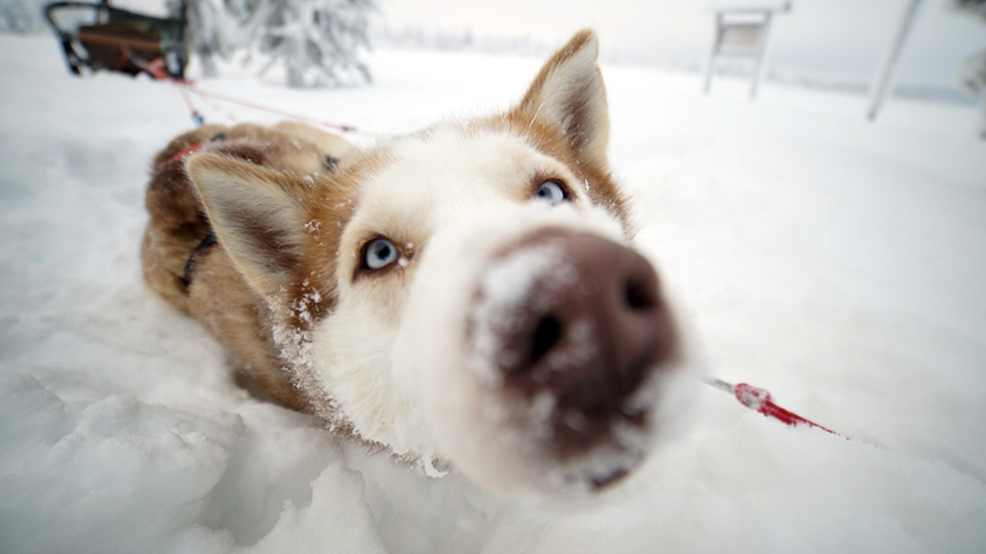 Expédition en traîneau à chiens, Salla, Finlande ©Salla Wilderness Park