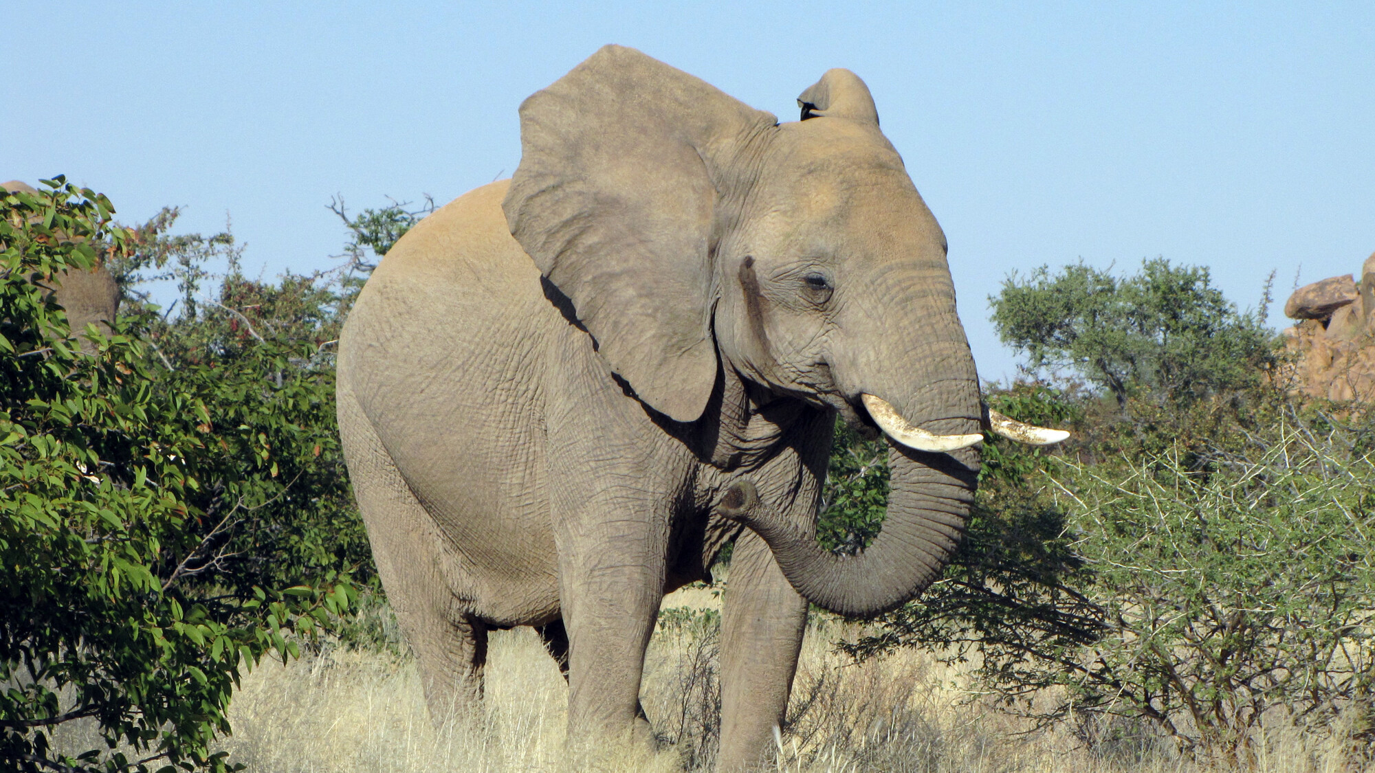 Les éléphants du désert n'auront plus de secrets pour vous !