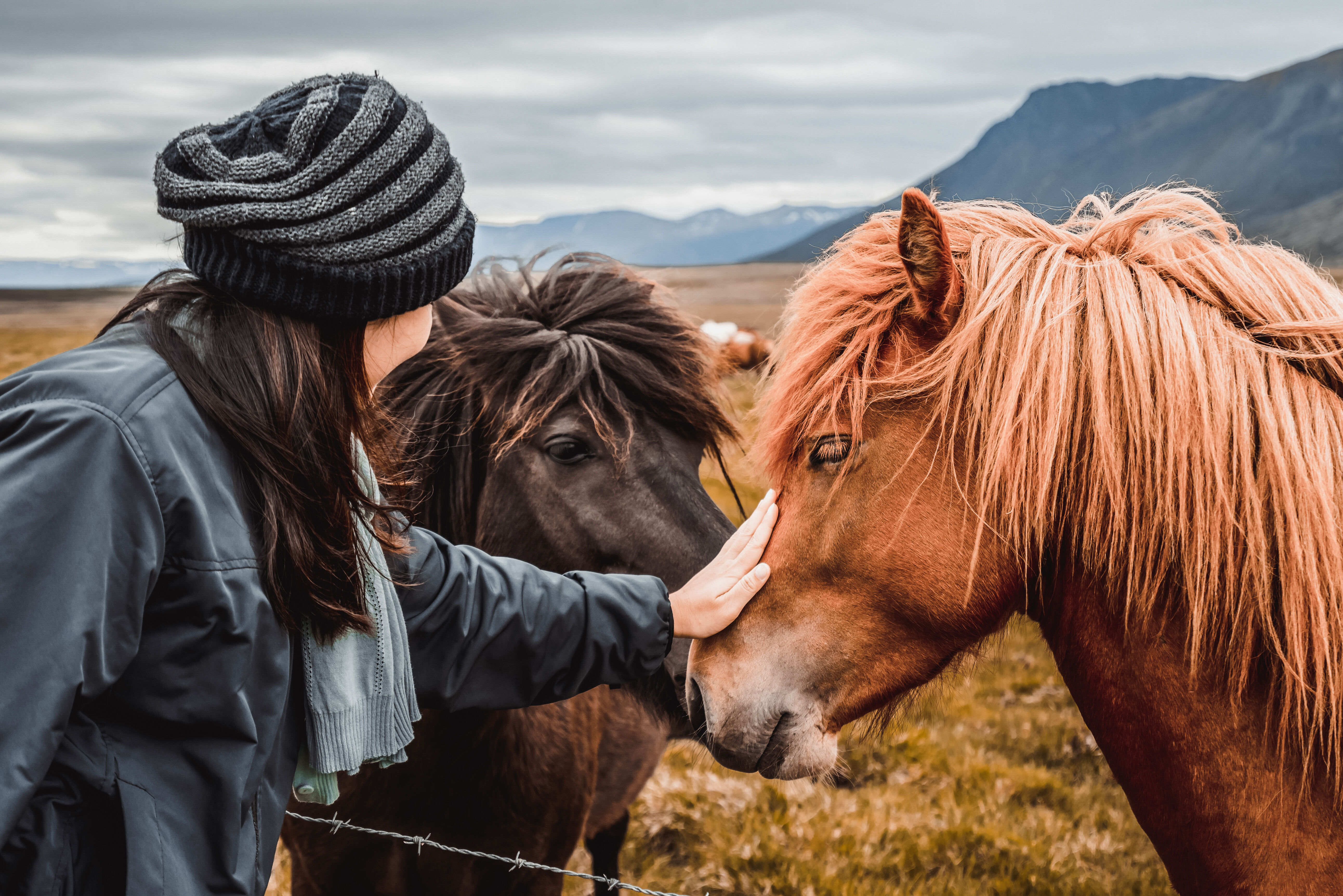 Pendant votre temps libre, partez à la rencontre des chevaux islandais...(en supplément, voir option) 