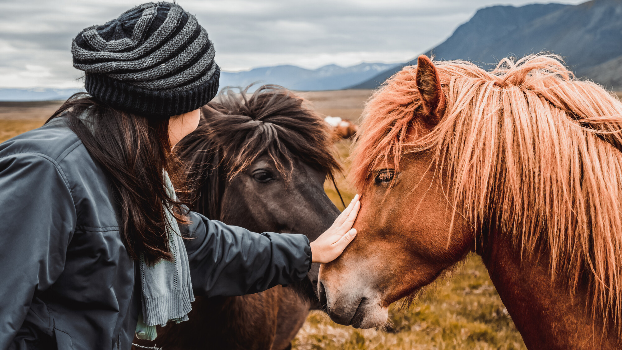 Pendant votre temps libre, partez à la rencontre des chevaux islandais...(en supplément, voir option)