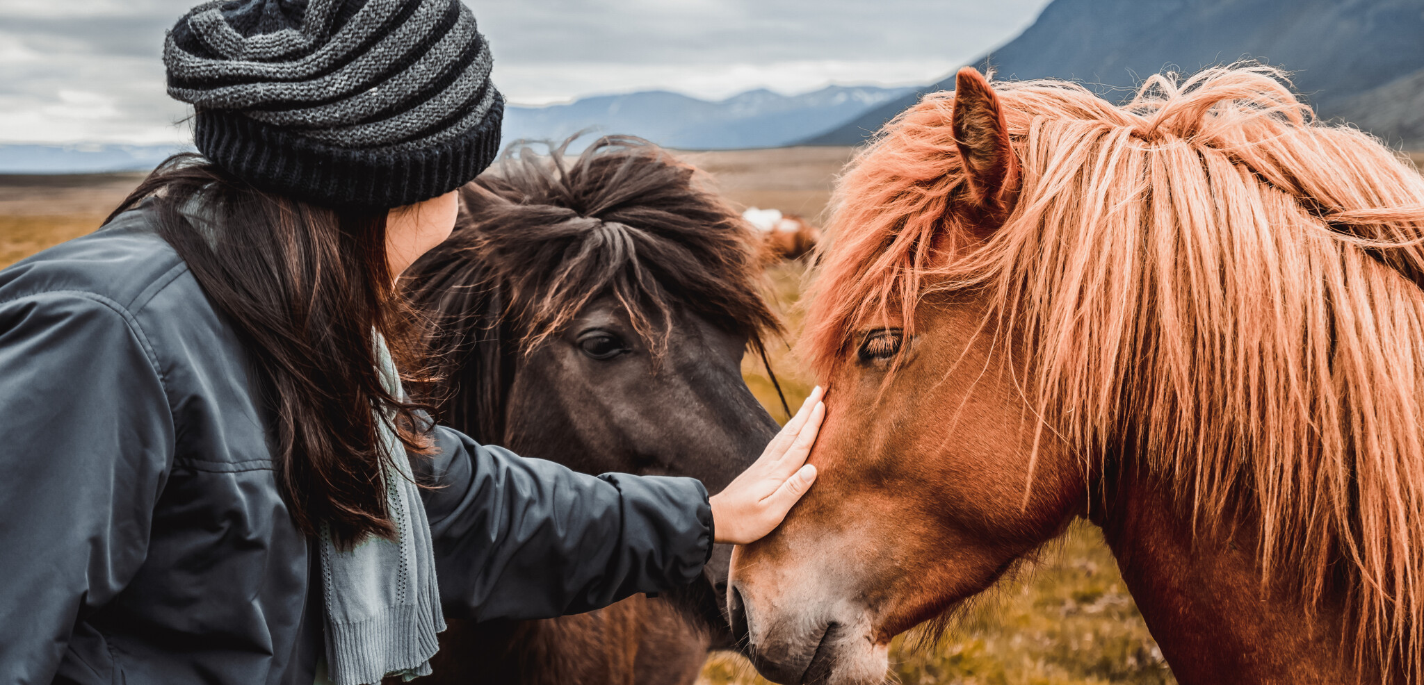 Pendant votre temps libre, partez à la rencontre des chevaux islandais...(en supplément, voir option)