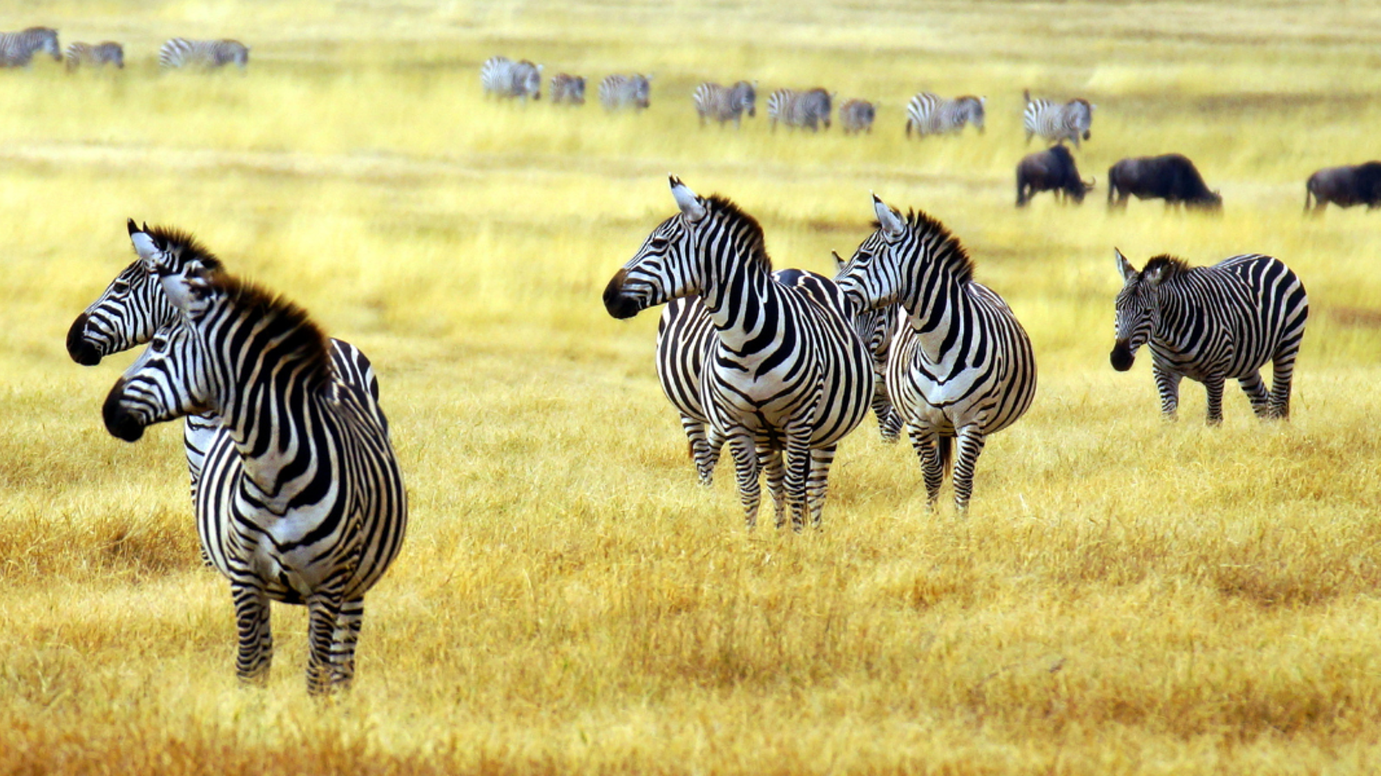 Sans oublier la savane