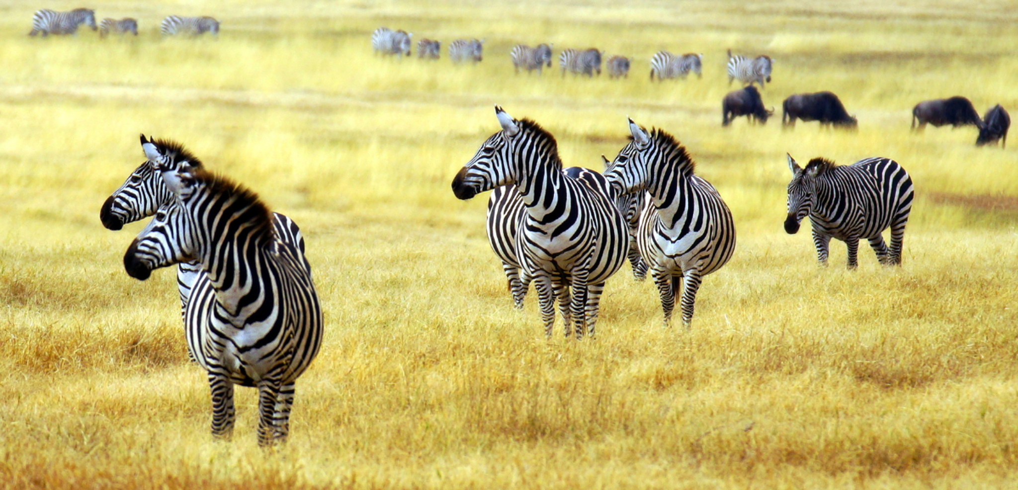 Sans oublier la savane