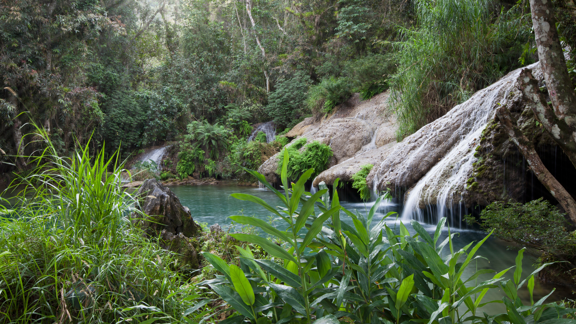 Sierra Rosario Biosphere Reserve, Pinar del Río, Cuba