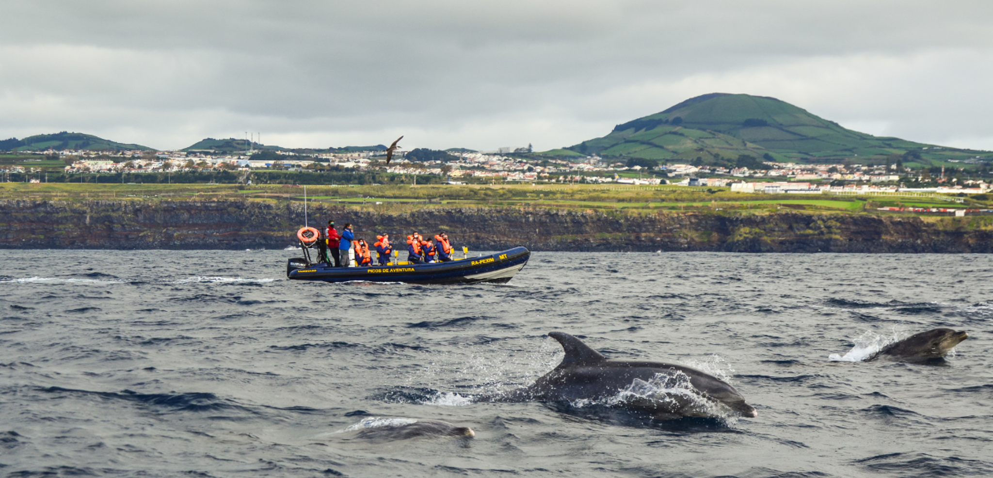 Ton excursion en mer pour observer les cétacés - Jour 5