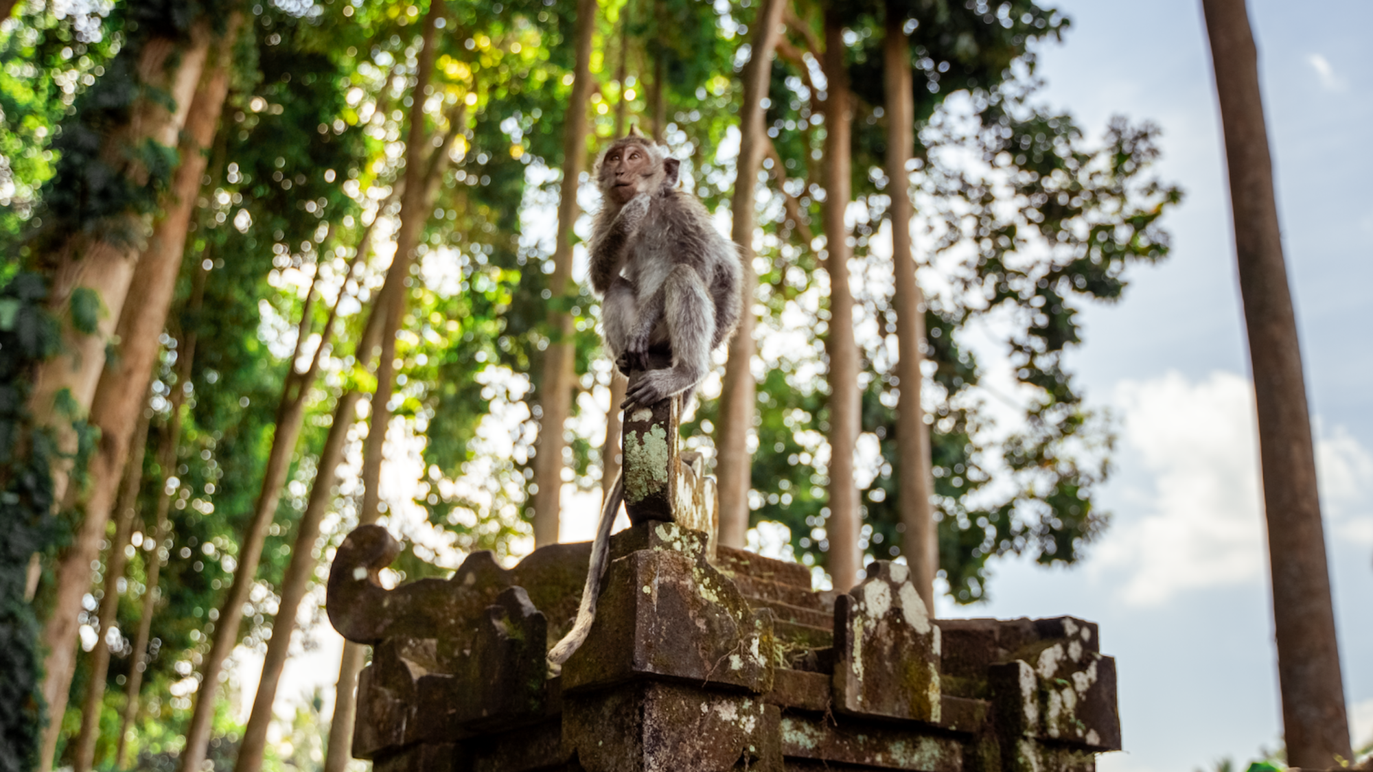 Forêt des singes, Ubud, Bali, Indonésie ©Romain Assié-Rio