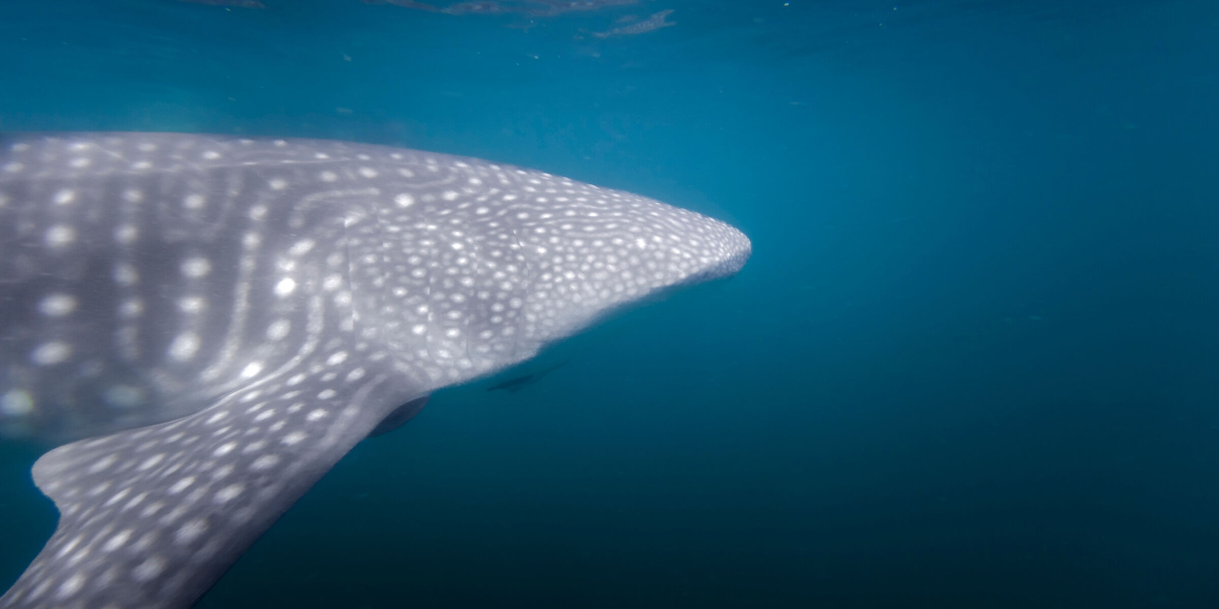 Nage avec les requins-baleines (de janvier à avril), La Paz, Mexique ©Julien Fabro