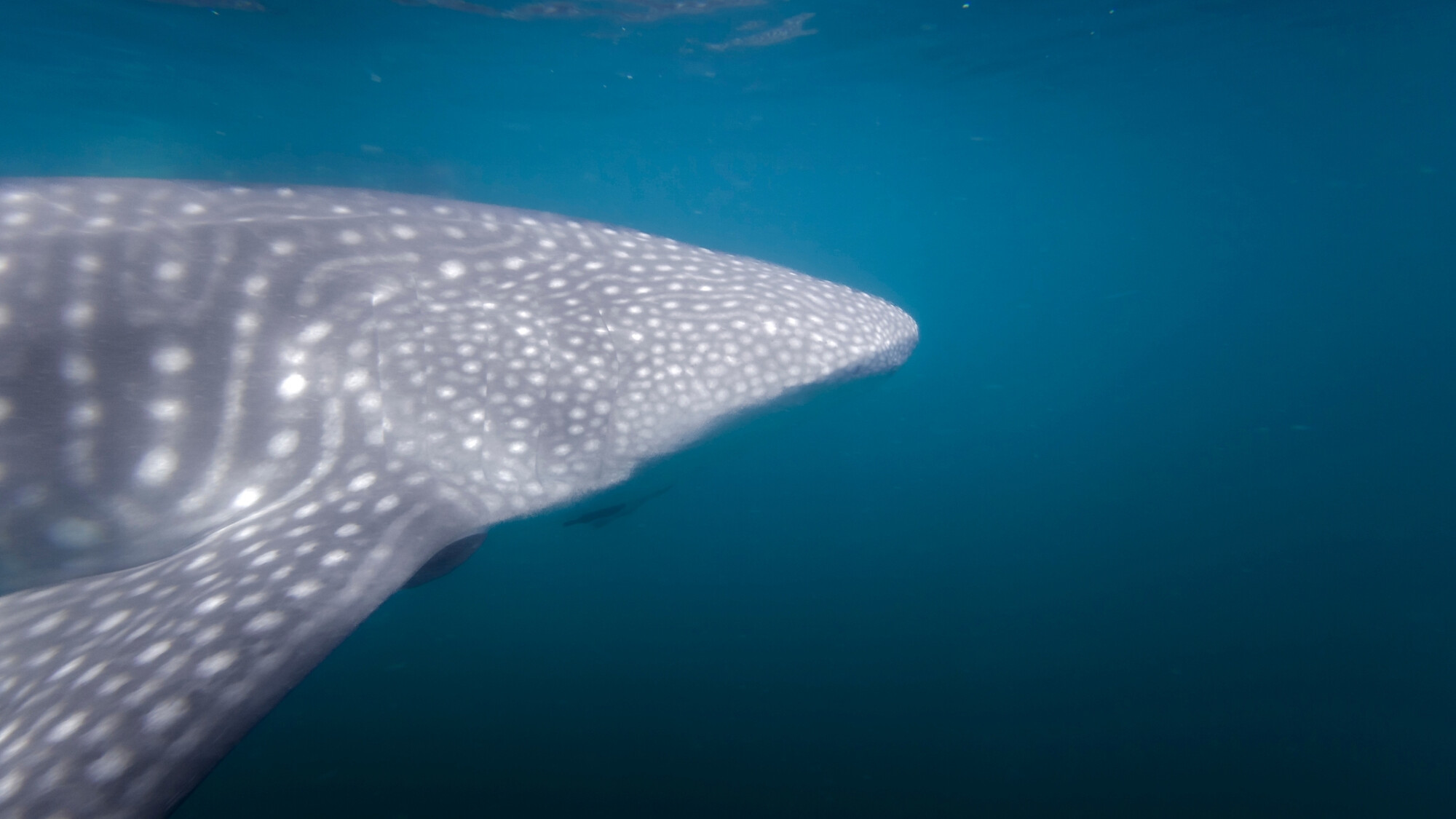 Nage avec les requins-baleines (de janvier à avril), La Paz, Mexique ©Julien Fabro