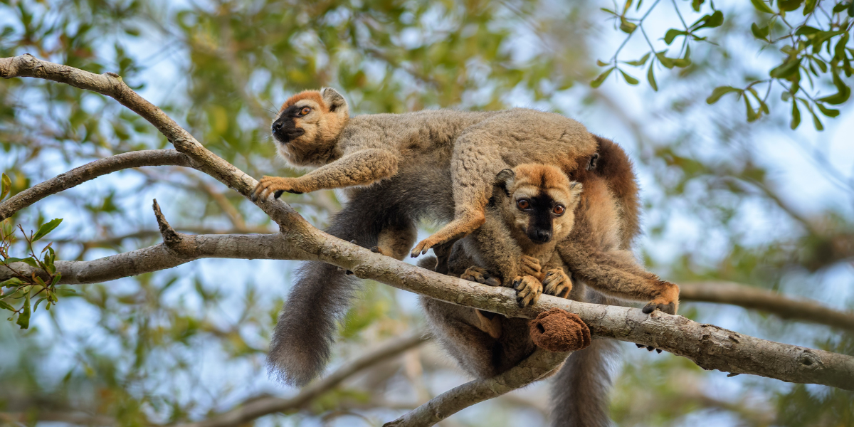 Lémuriens, Madagascar 