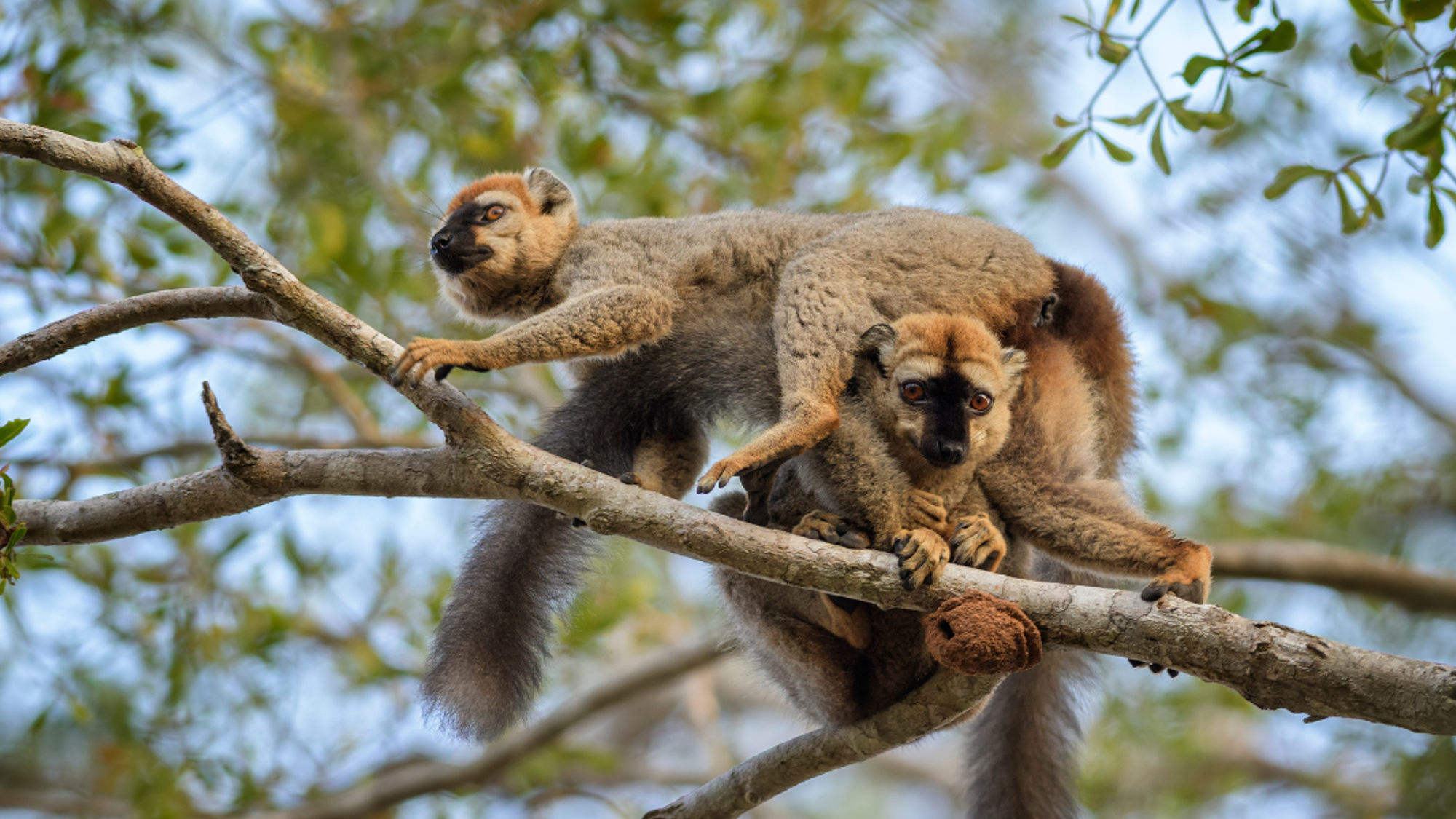 Lémuriens, Madagascar