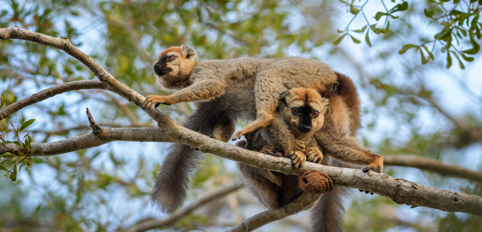 Lémuriens, Madagascar