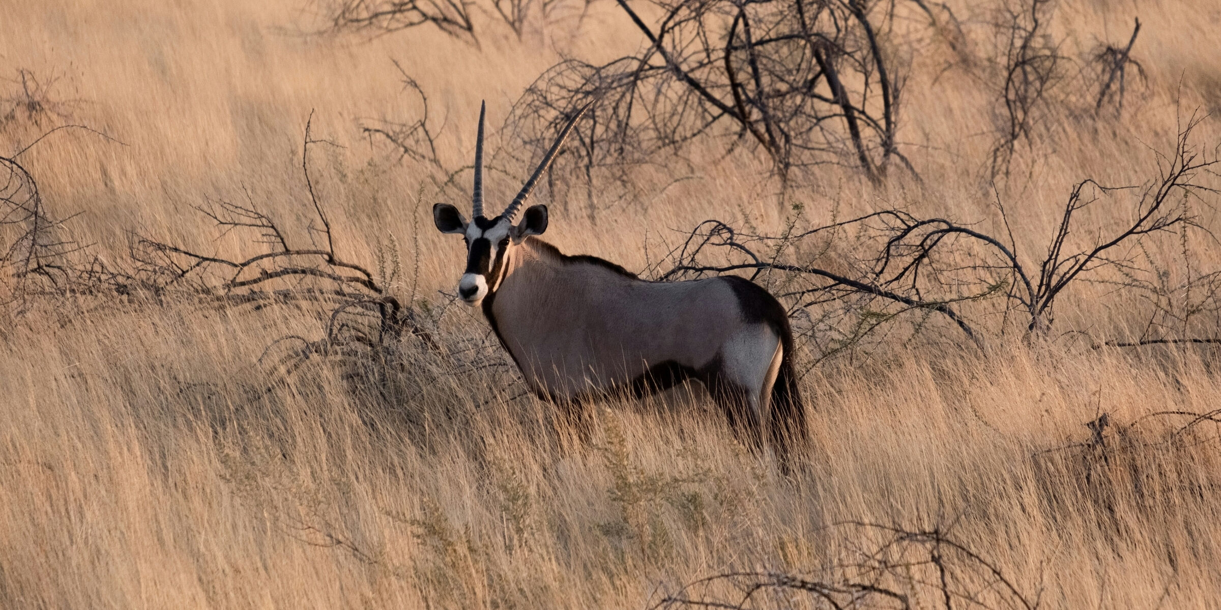 Parc national d'Etosha, Namibie