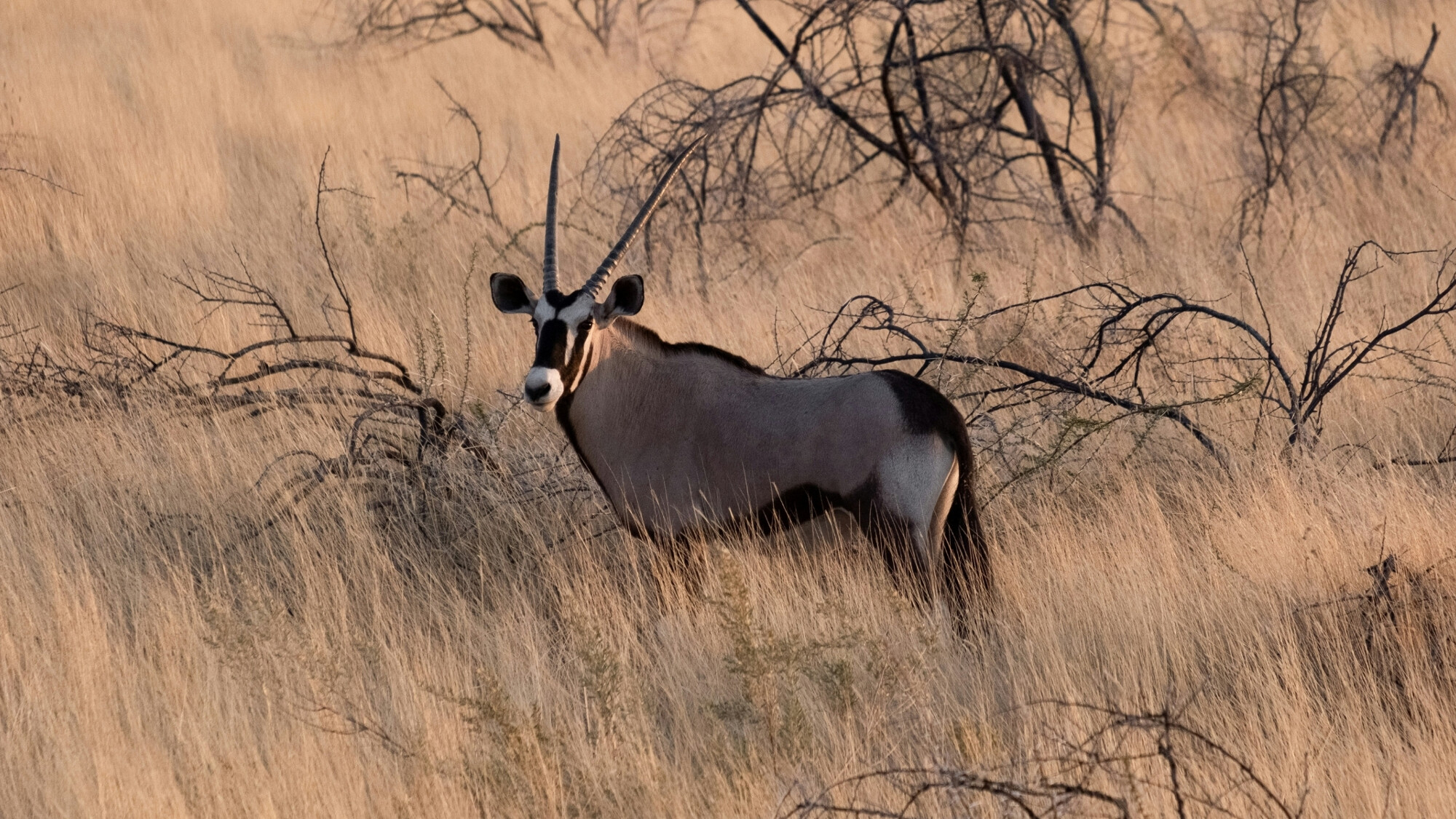 Parc national d'Etosha, Namibie