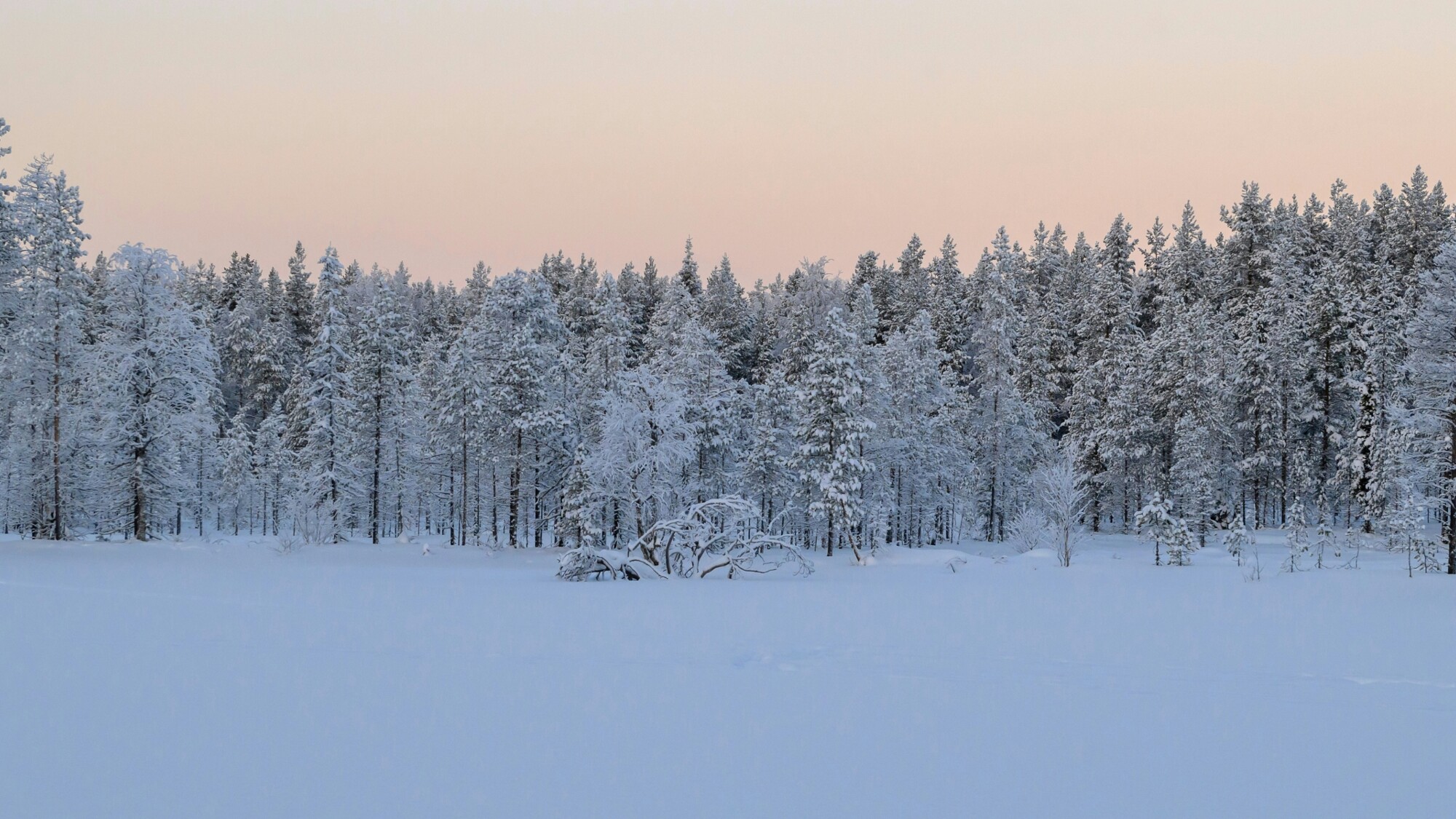Parc national de Salla, Finlande ©Felix Rottmann / Unsplash