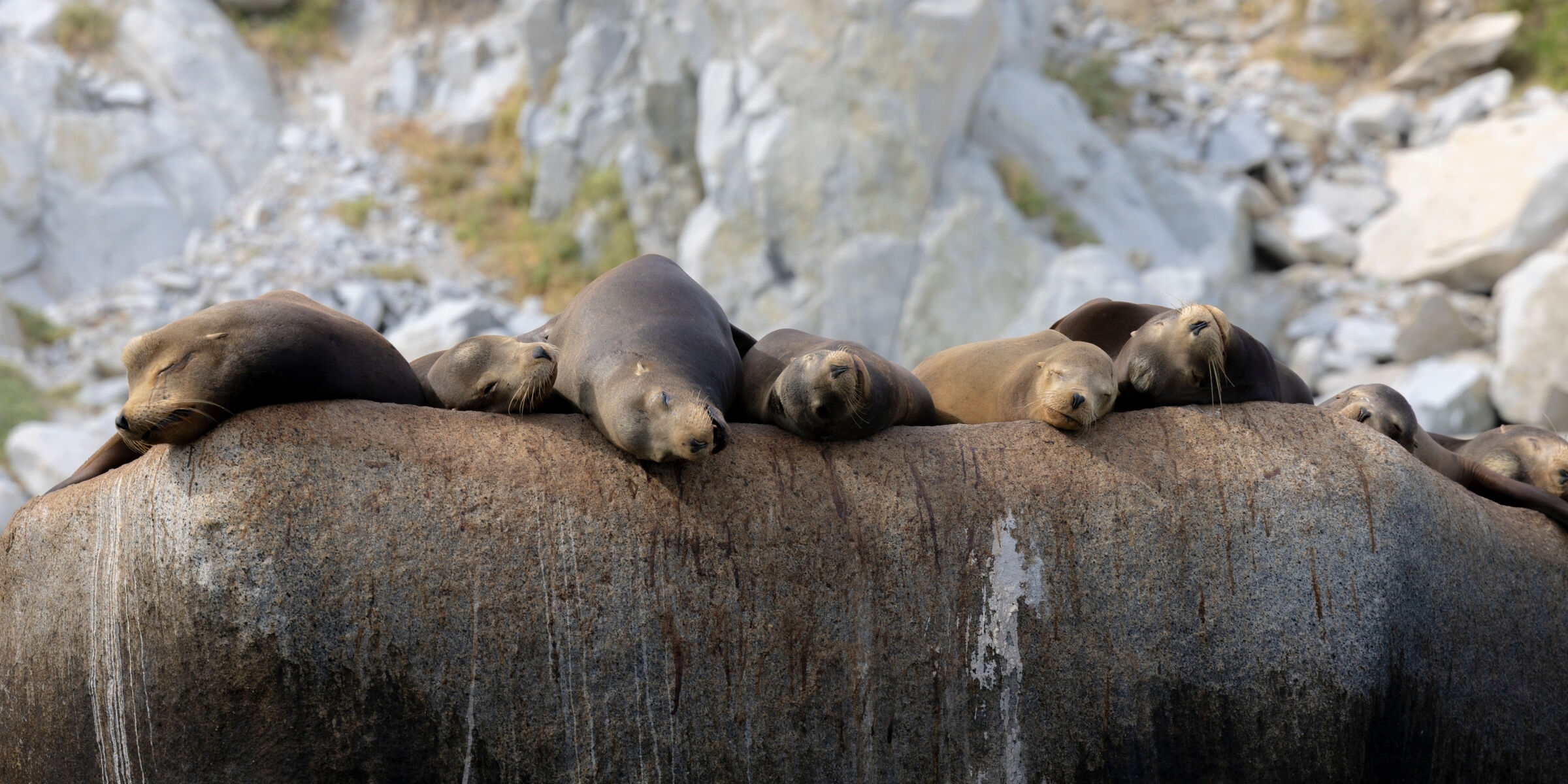 Observation des otaries sur l'île d’Espíritu Santo, Mexique ©Julien Fabro