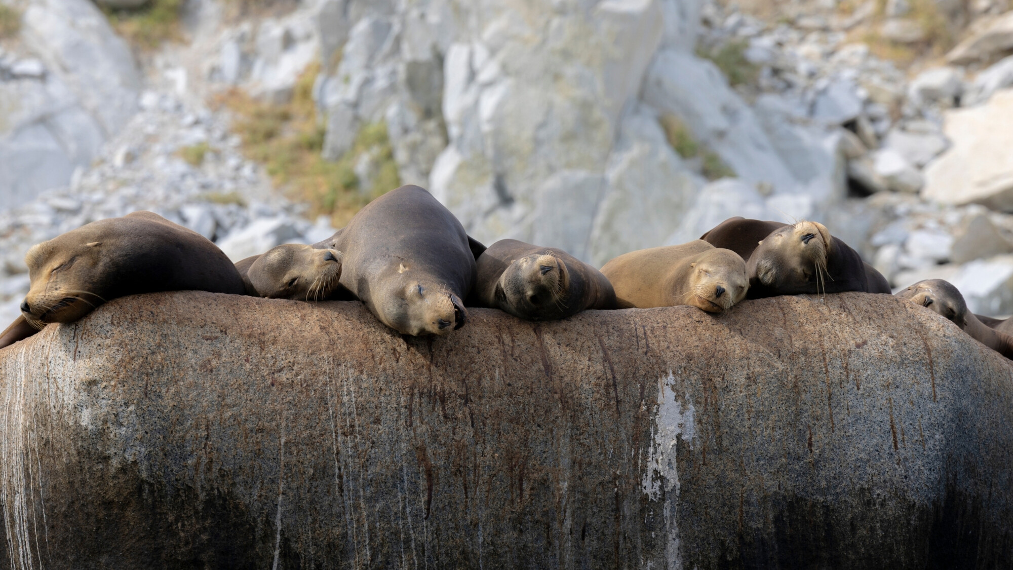 Observation des otaries sur l'île d’Espíritu Santo, Mexique ©Julien Fabro