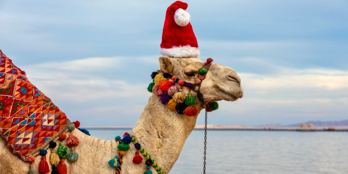 Faites-vous des amis insolites ! 