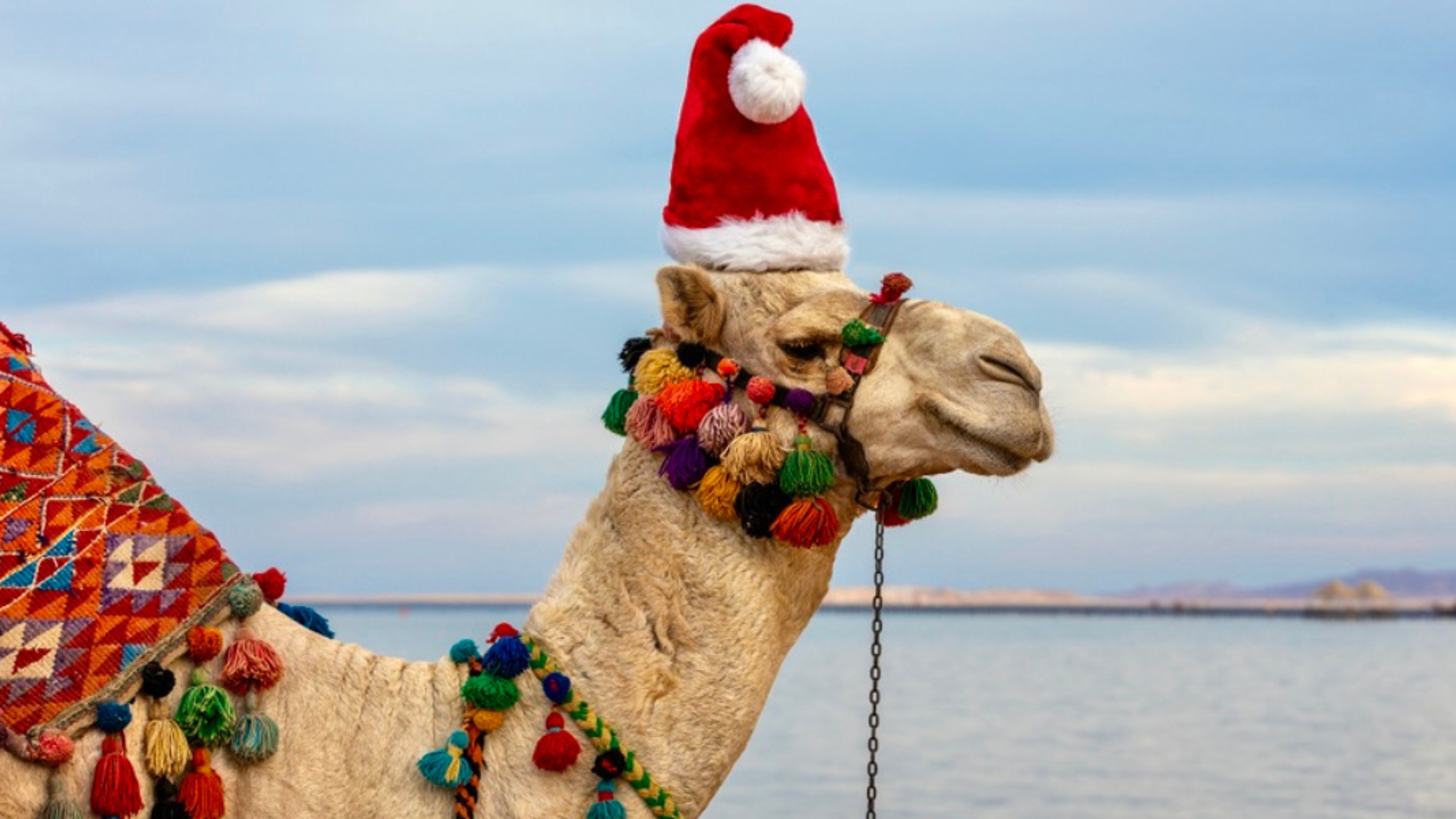 Faites-vous des amis insolites !