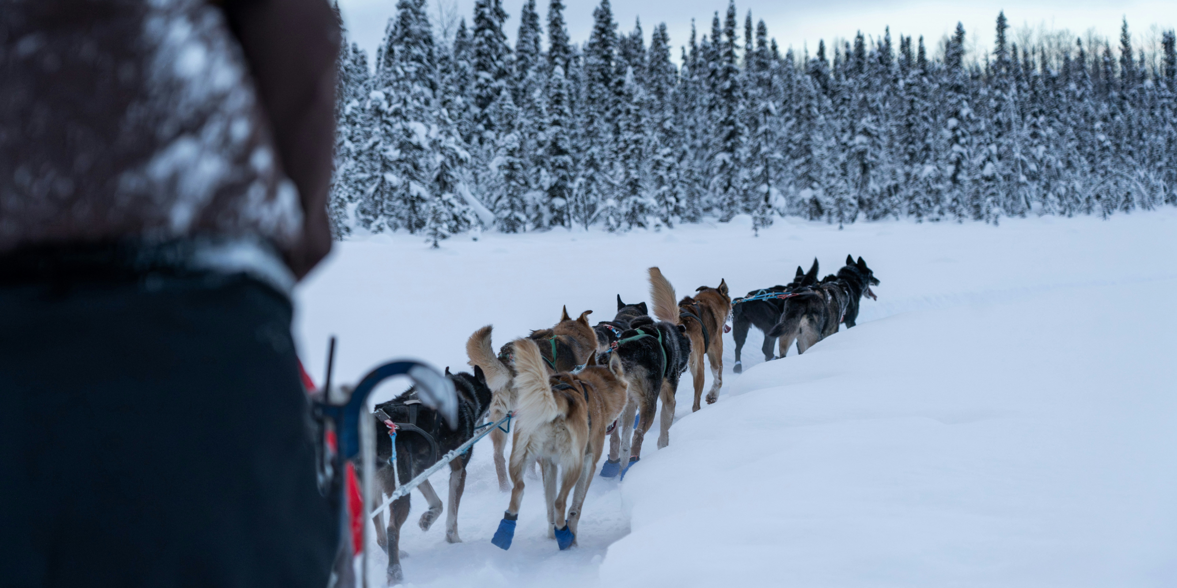 Chien de traineau, Canada ©Yuhan Du / Unsplash 