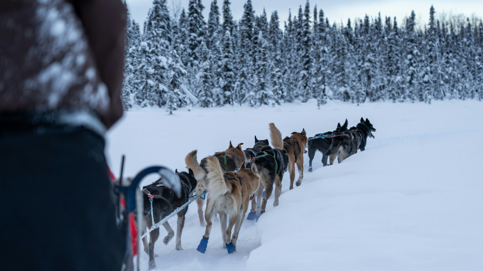 Chien de traineau, Canada ©Yuhan Du / Unsplash
