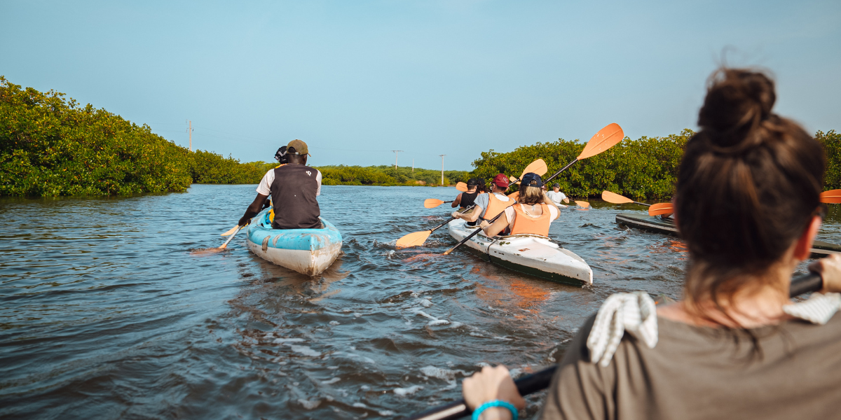 A travers la mangrove