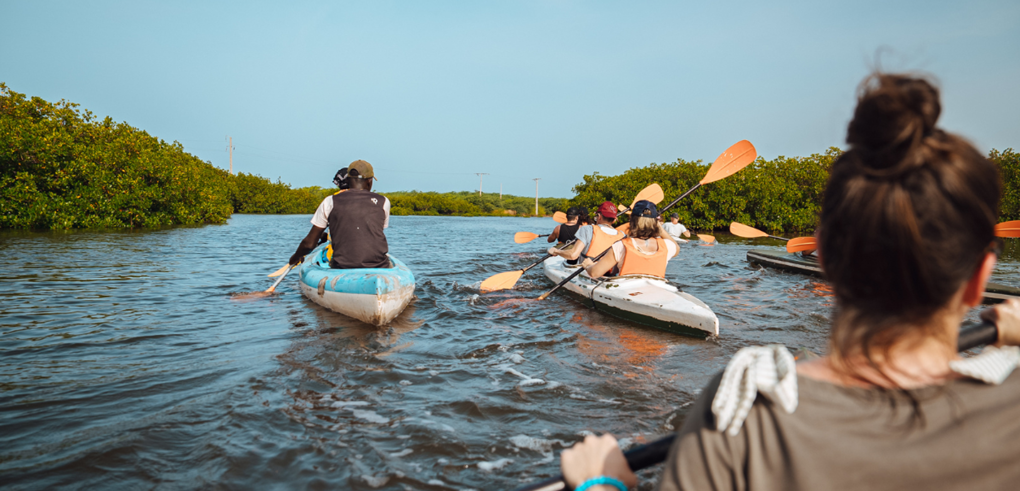 A travers la mangrove