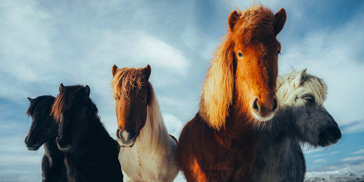 Chevaux, Islande ©JEREMY COUFFITTE et ALEXANDRE ALMEIDA 
