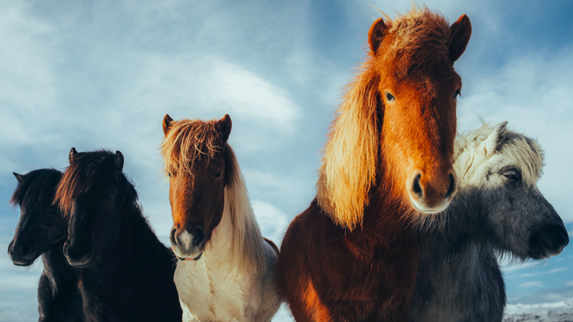 Chevaux, Islande ©JEREMY COUFFITTE et ALEXANDRE ALMEIDA