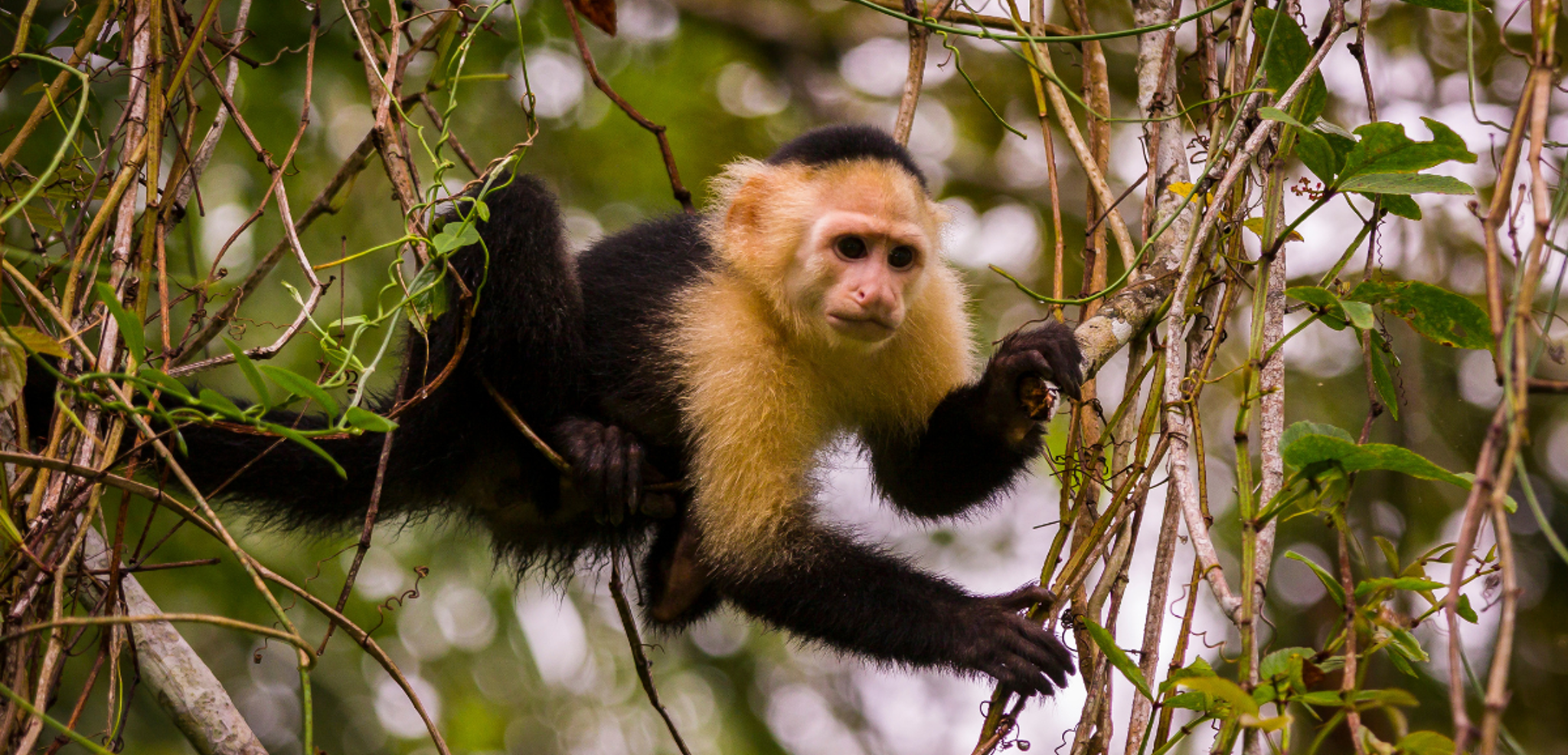 Les singes capucins qui bondissent de branche en branche - jour 11
