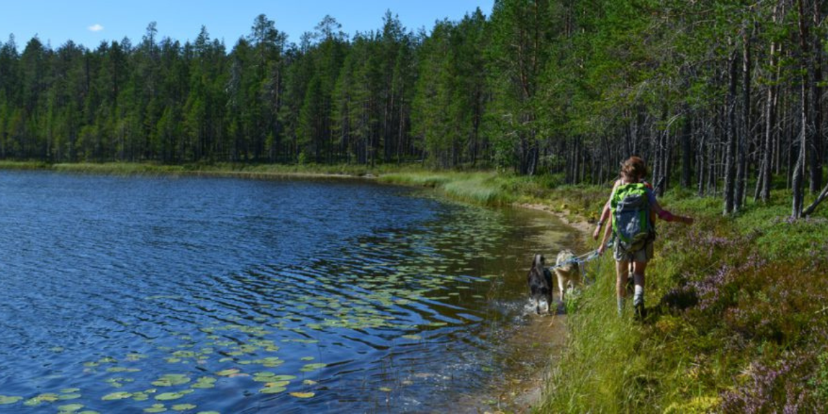 Lors d'une cani-rando