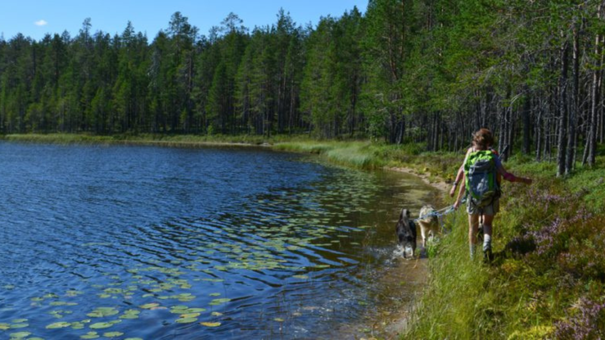 Lors d'une cani-rando