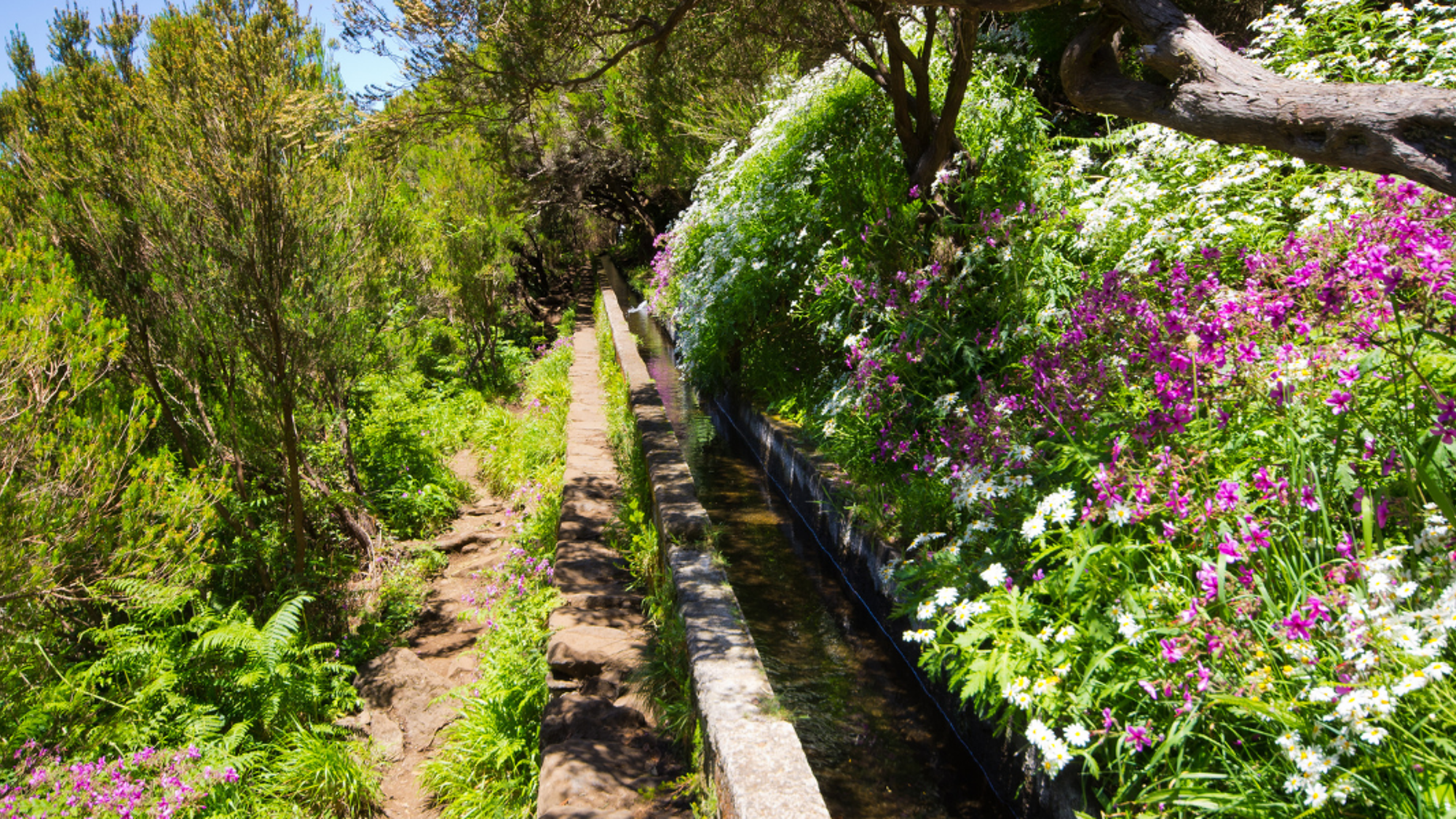 Le long des levada, canaux d'irrigation typiques de l'île