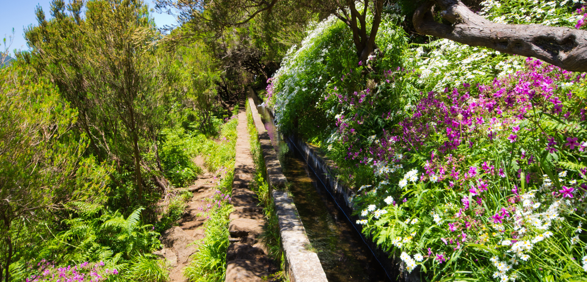 Le long des levada, canaux d'irrigation typiques de l'île