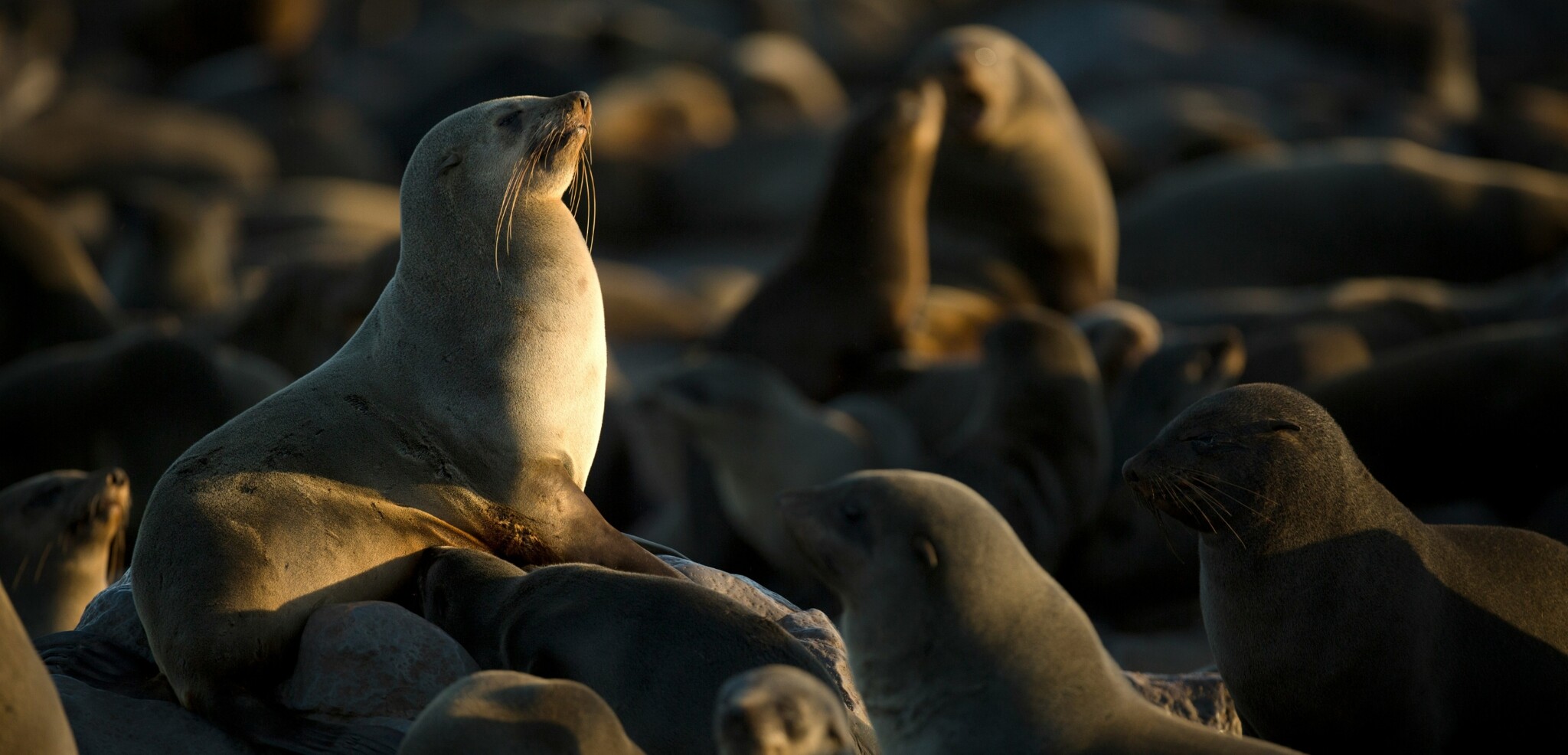 Cape Cross, Namibie