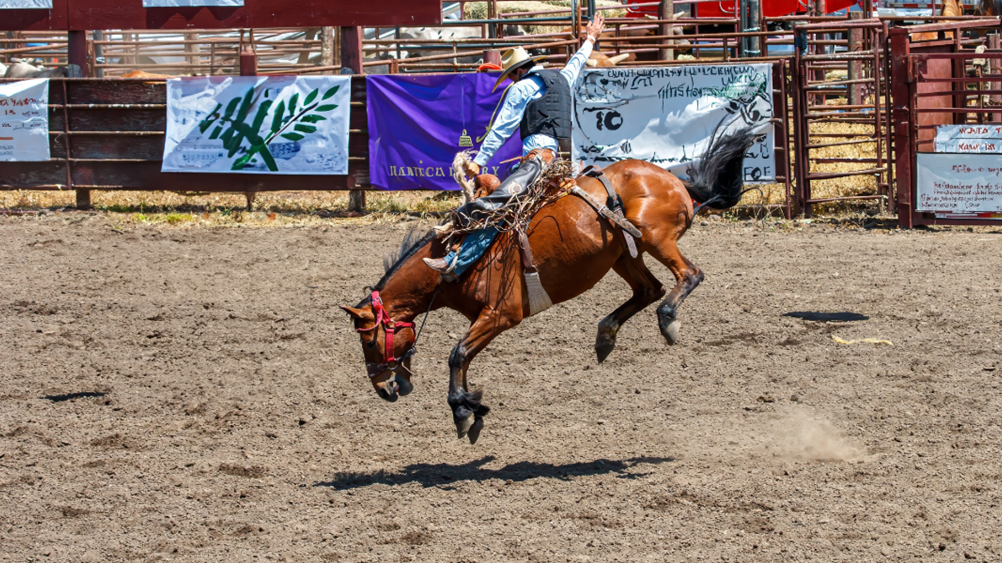 Le spectacle de rodéo, Fort Worth, J7