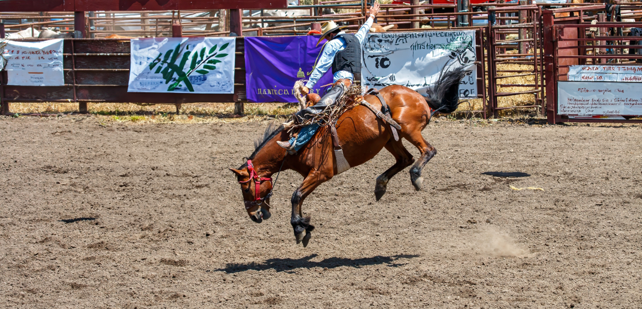 Le spectacle de rodéo, Fort Worth, J7